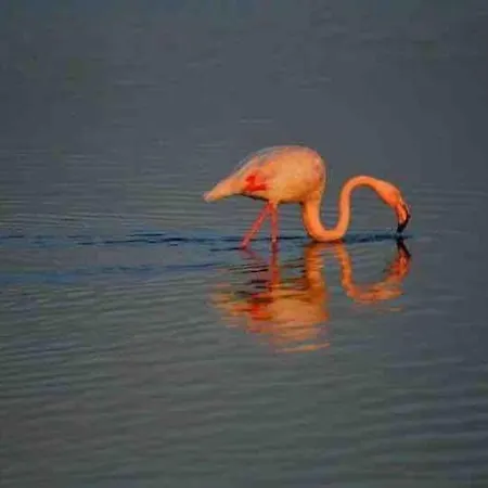 Vue 帕拉瓦莱弗洛